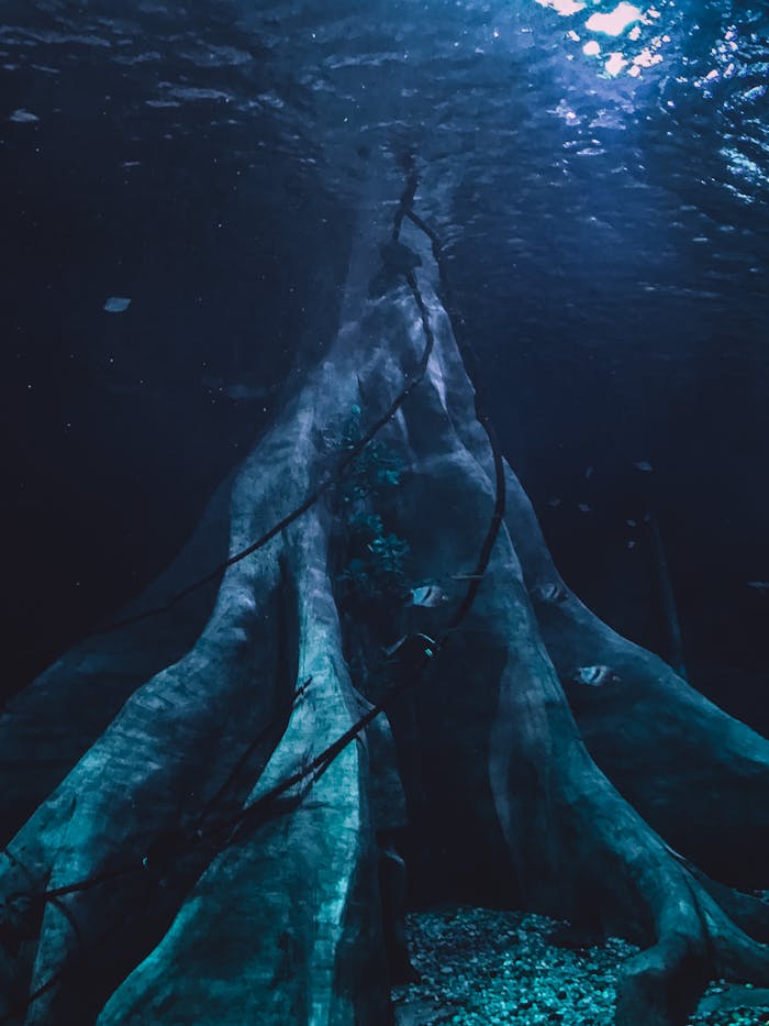 Home Submerged tree roots in dark, mysterious underwater scene.